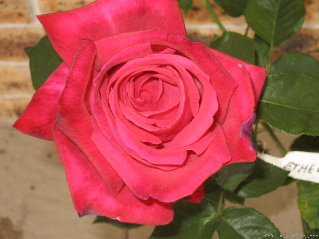 'Ethel Dawson' rose photo