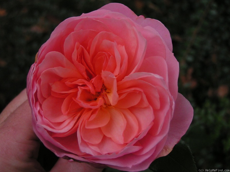 'Schloss Eutin ® Fairy Tale' rose photo