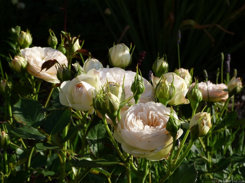 'Pastella ® (floribunda, Evers/Tantau, 1998)' rose photo