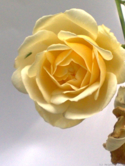 'Danaë (Hybrid Musk, Pemberton 1913)' rose photo