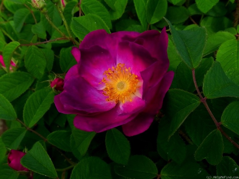 'Hapura' rose photo
