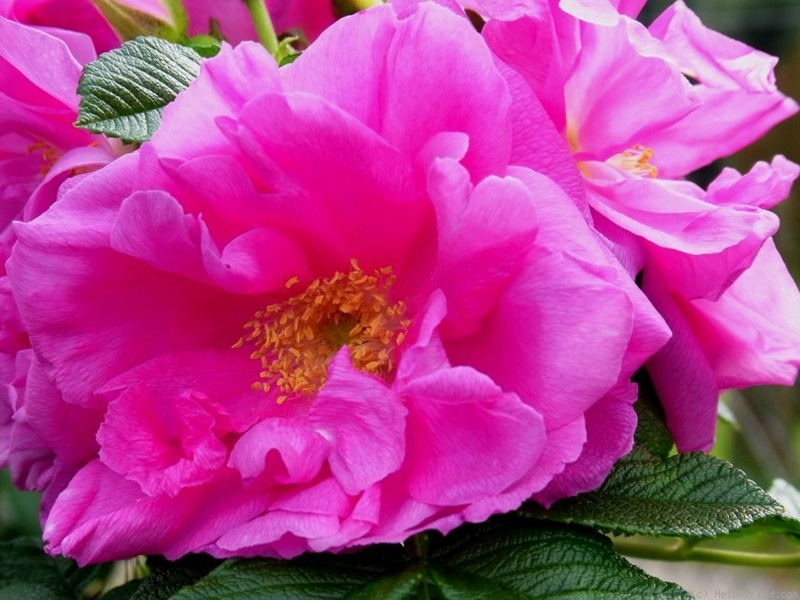 'Haruga Purpurpink' rose photo
