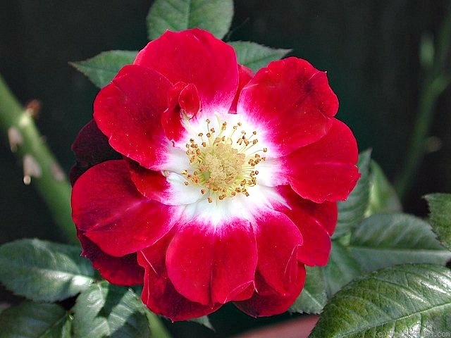 'Margie ™' rose photo