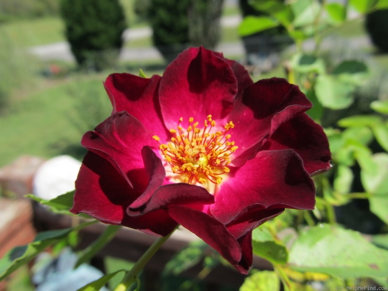 'Route 66' rose photo