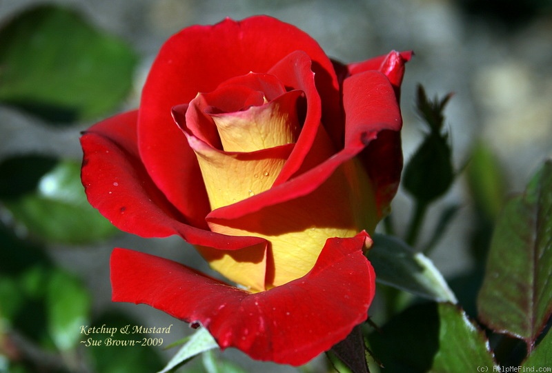 'Ketchup & Mustard ®' rose, click to enlarge 'Ketchup & Mustard ®' rose photo