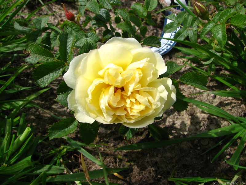 'Agnes (rugosa, Saunders 1902)' rose photo