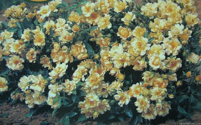 'Bijou ® (shrub, Barni, 1998)' rose photo