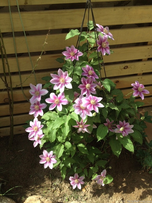 'Bees Jubilee' clematis photo