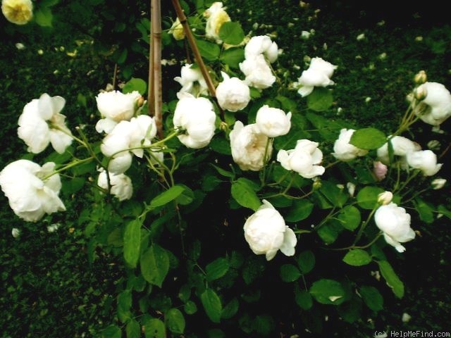 'Glamis Castle' rose, click to enlarge 'Glamis Castle' rose photo