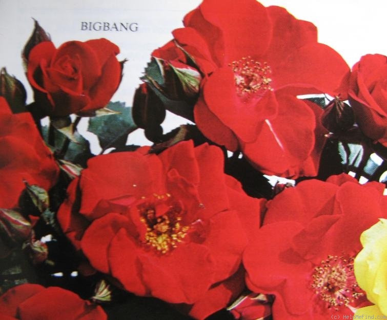 'Big Bang ® (floribunda, Barni, 1980)' rose photo