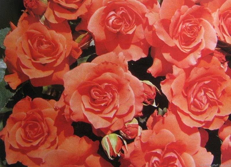 'Frasquita' rose photo