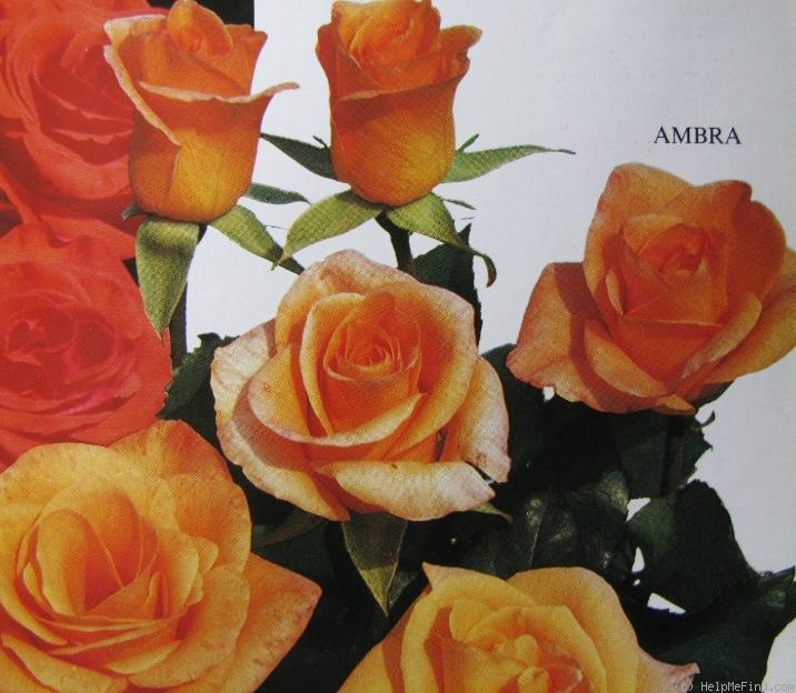 'Ambra ®' rose photo