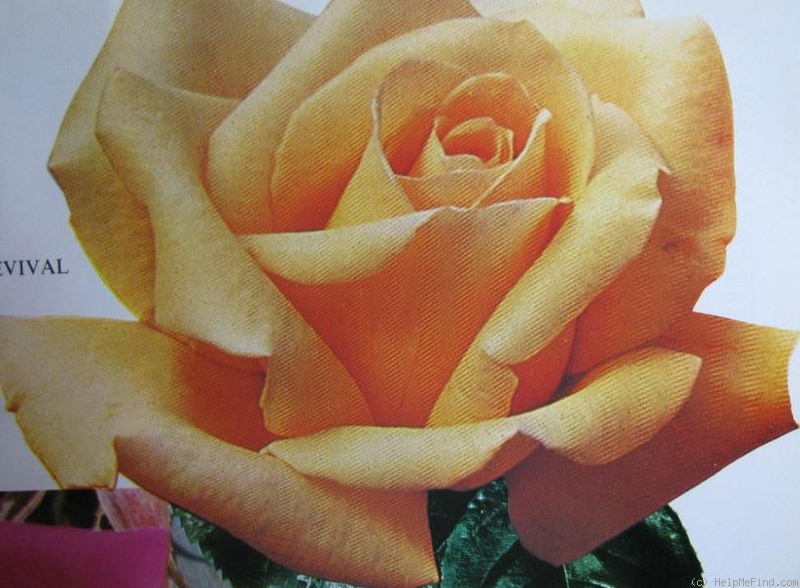 'Revival (hybrid tea, Barni, 1980)' rose photo