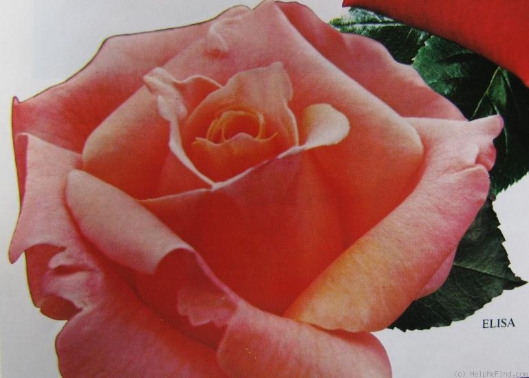 'Elisa ® (hybrid tea, Barni 1981)' rose photo