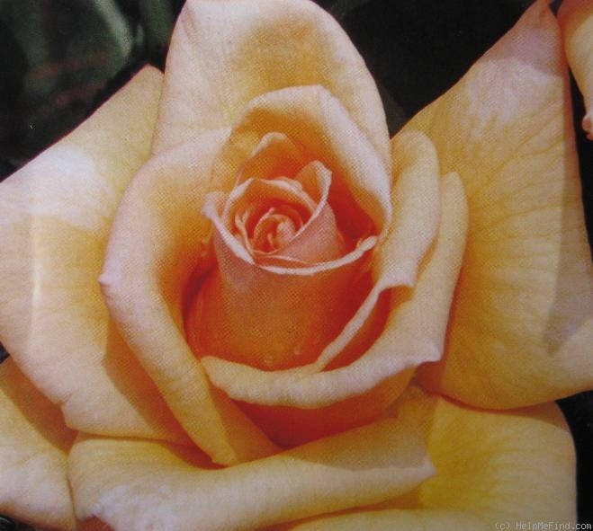 'Atena' rose photo