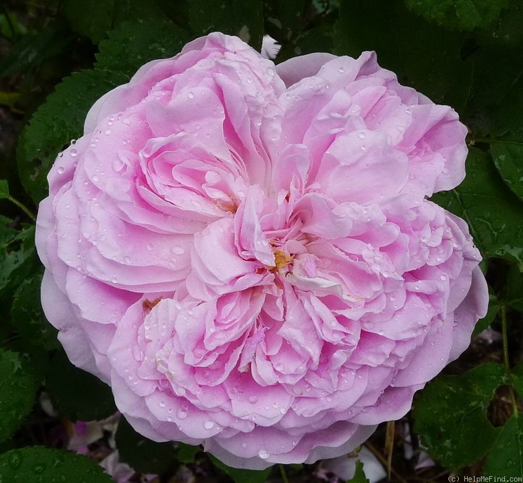 'Siwa' rose photo