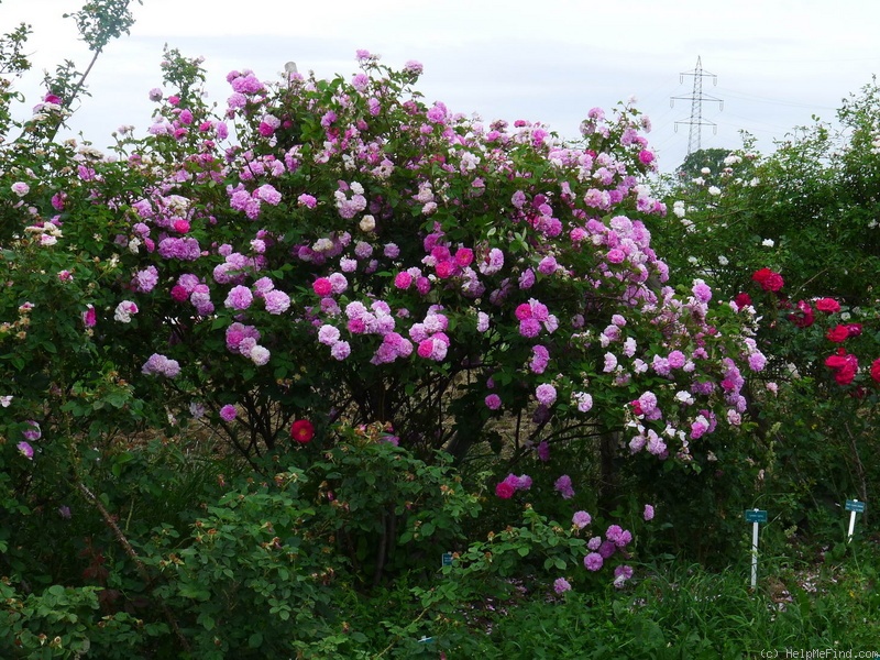 '<i>Rosa multiflora</i> f. <i>platyphylla</i>' rose photo
