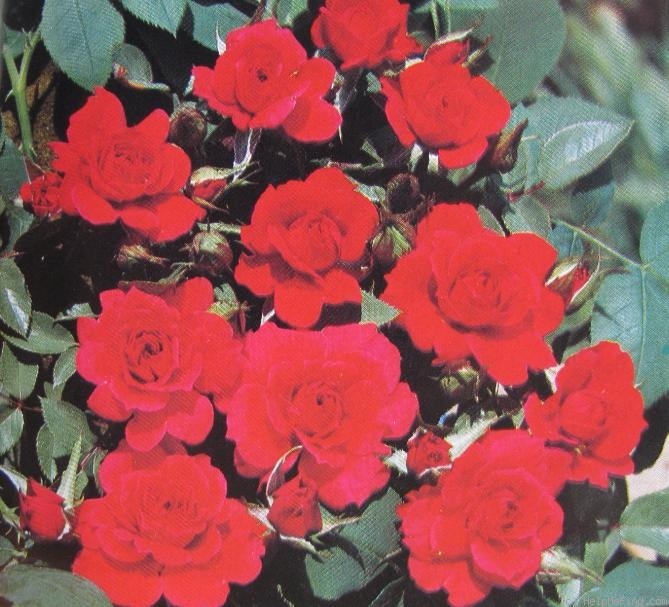 'Liza' rose photo