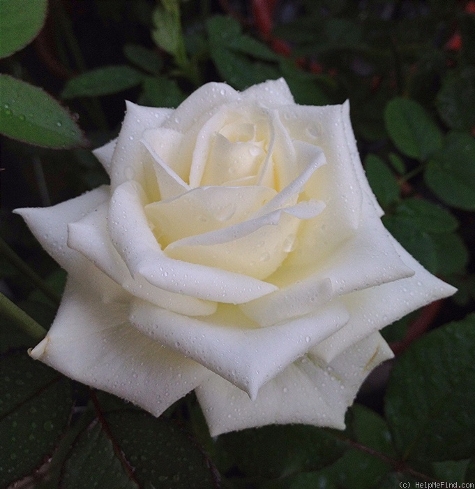 'Amelia® (hybrid tea, Interplant)' rose photo