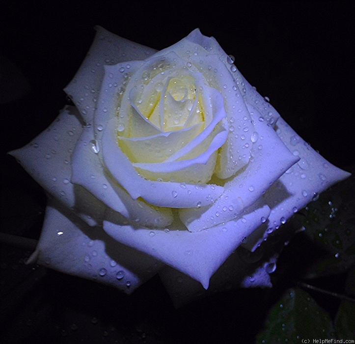 'Amelia® (hybrid tea, Interplant)' rose photo