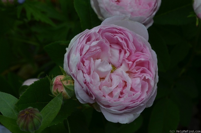 'De Schelfhout' rose photo