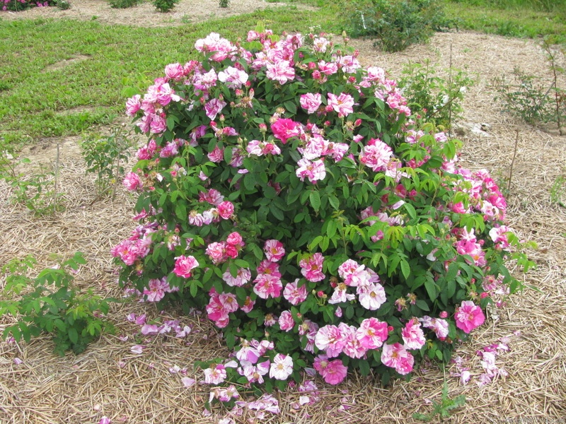 'R. gallica versicolor' rose photo