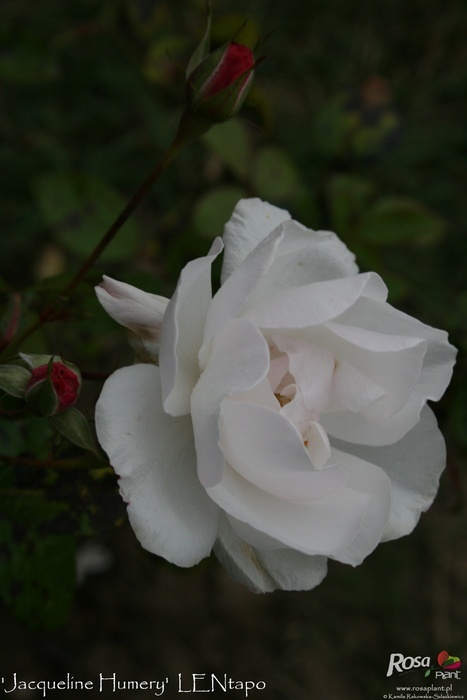 'Jacqueline Humery' rose photo