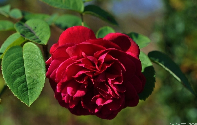 'Leonard Dudley Braithwaite ®' rose photo