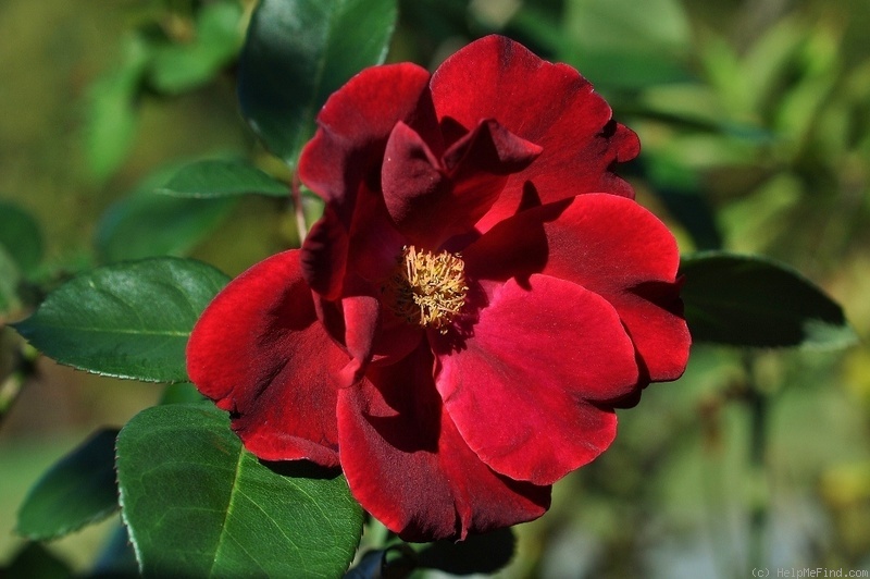 'Dusky Maiden (Floribunda, Grice, 1947)' rose photo