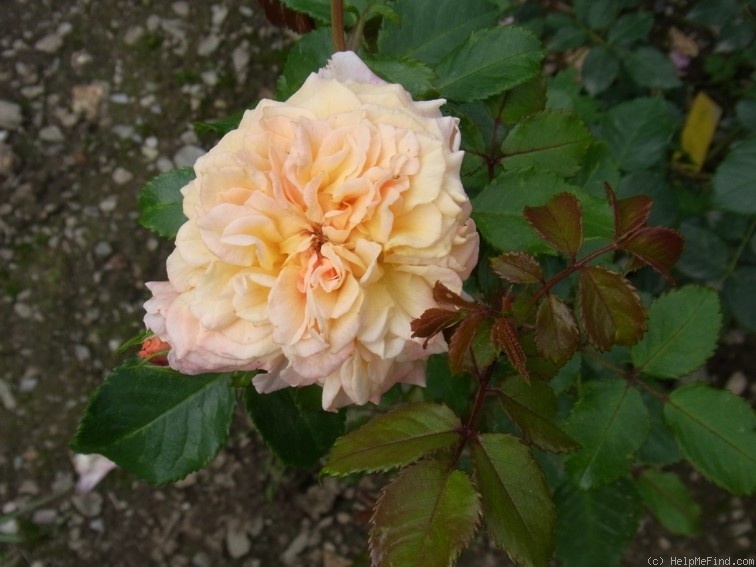 'Hagelda' rose photo