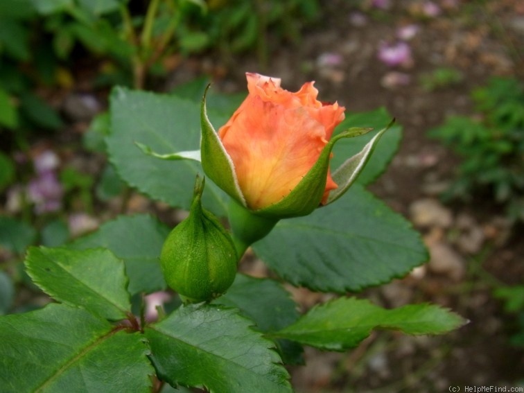 'Hagelda' rose photo