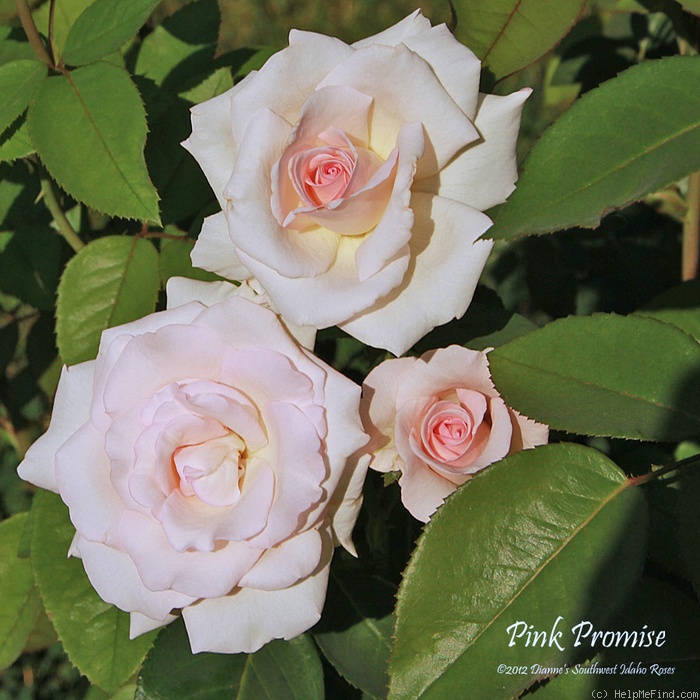 'Pink Promise (hybrid tea, Coiner, 2005)' rose, click to enlarge 'Pink Promise (hybrid tea, Coiner, 2005)' rose photo