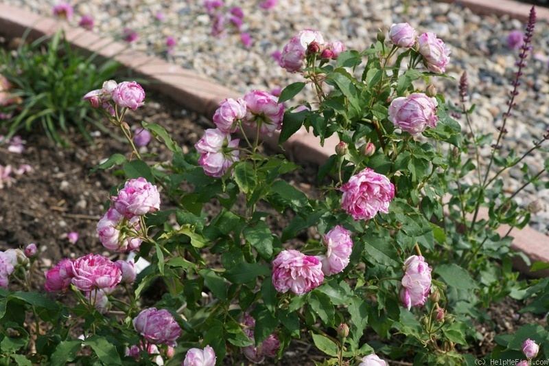 'Honorine Brabant' rose photo