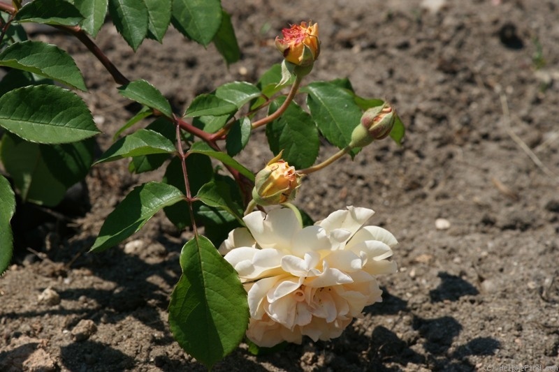 'Buff Beauty (Hybrid Musk, Bentall, 1939)' rose photo