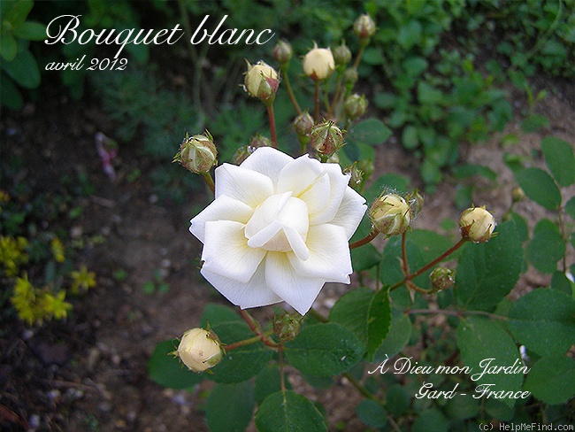 'Bouquet Blanc (polyantha, E. Corrard, 1914)' rose photo