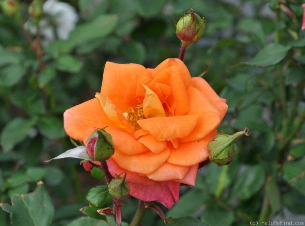'Park Royal' rose photo