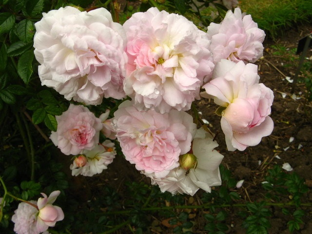 'Yvonne' rose photo