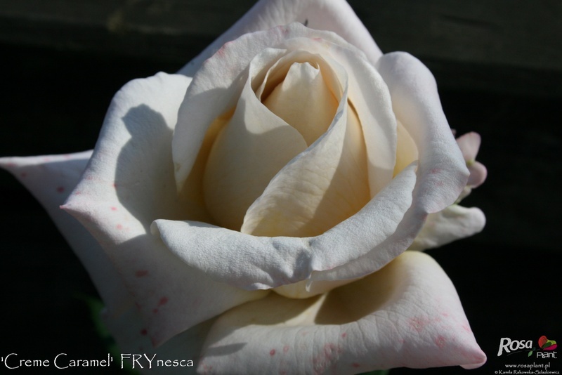 'Crème Caramel (hybrid tea, Fryer 2008)' rose photo