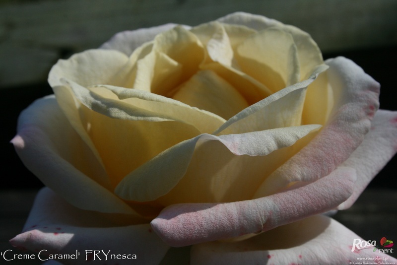 'Crème Caramel (hybrid tea, Fryer 2008)' rose photo