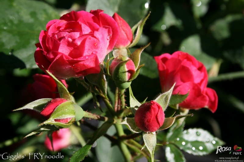 'Giggles (shrub, Fryer, 2009)' rose photo