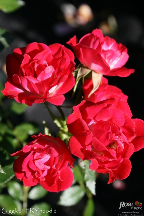 'Giggles (shrub, Fryer, 2009)' rose photo