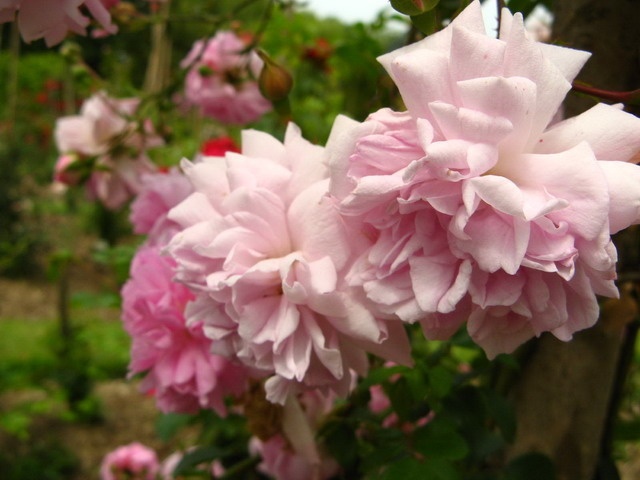 'Jules Levacher' rose photo