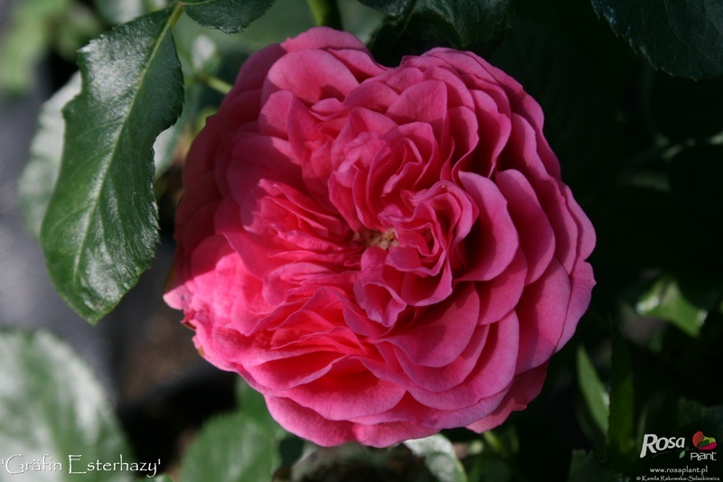 'Gräfin Esterhazy' rose photo