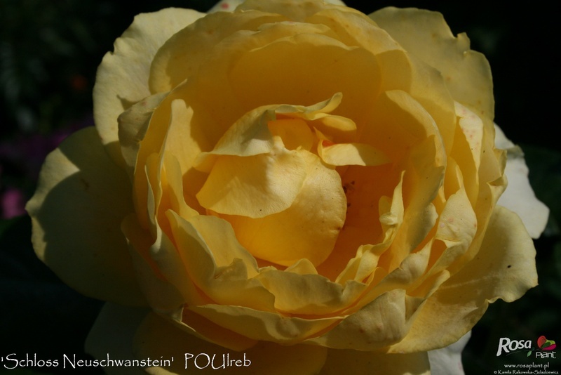 'Schloss Neuschwanstein ™' rose photo