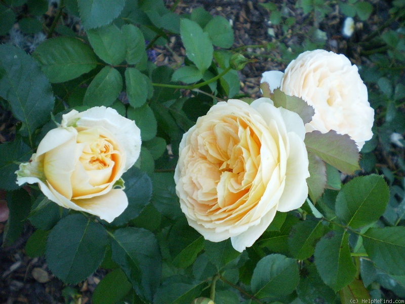 'Odile Masquelier ®' rose photo