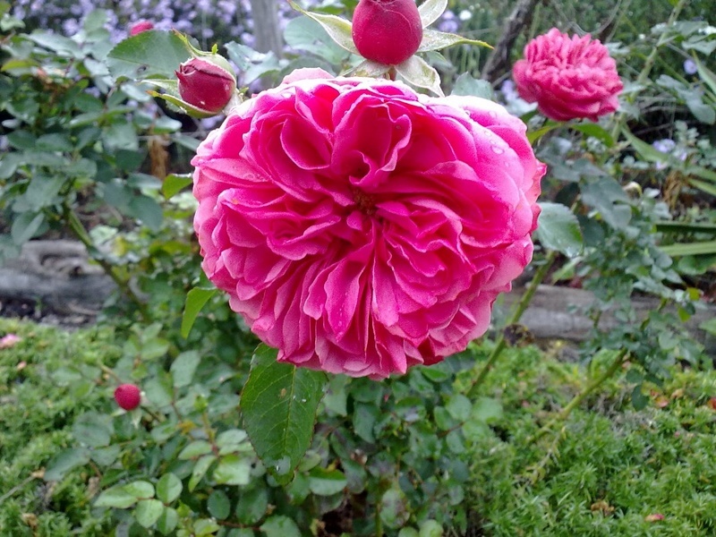 'Leonardo da Vinci ® (Floribunda, Meilland, 1993)' rose photo