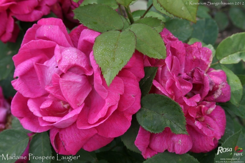 'Madame Prosper Laugier' rose photo