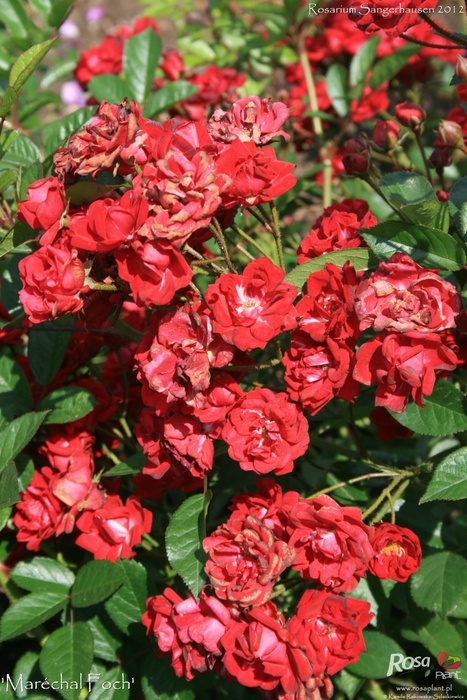 'Maréchal Foch' rose photo