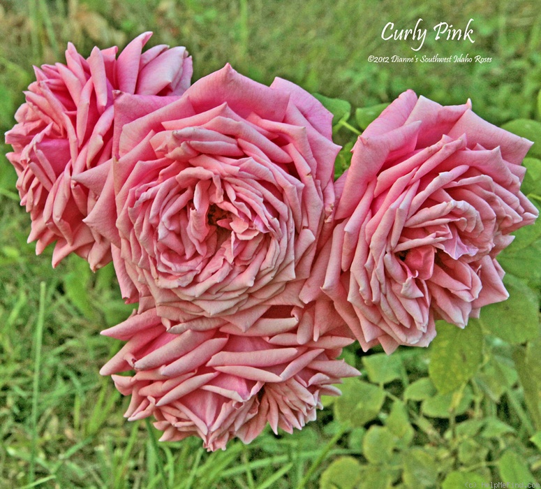 'Curly Pink' rose photo
