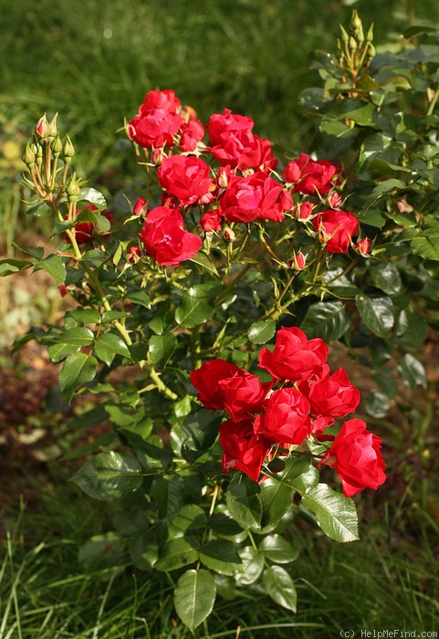 'Resonanz ®' rose photo